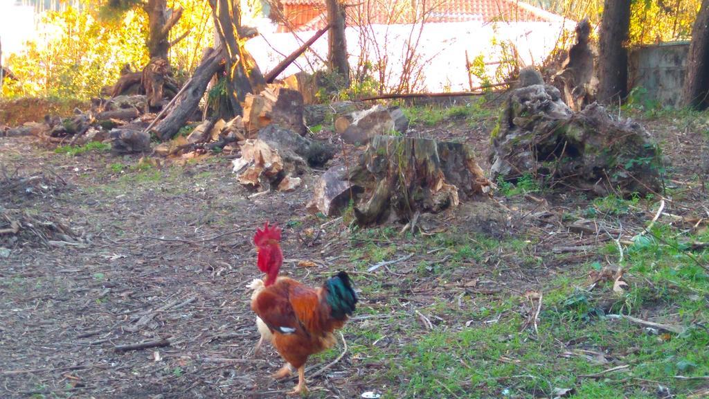 Alvores Do Tempo - Quinta De Turismo Rural Guest House Castro Daire Exterior photo