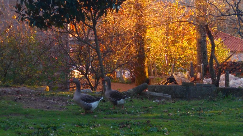 Alvores Do Tempo - Quinta De Turismo Rural Guest House Castro Daire Exterior photo